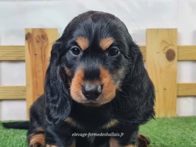 Les chiots de Teckel poil long
