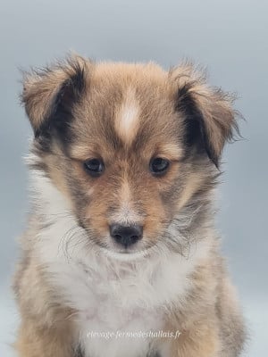 Les chiots de Shetland Sheepdog