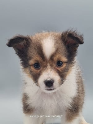 Les chiots de Shetland Sheepdog
