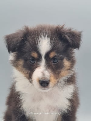 Les chiots de Shetland Sheepdog
