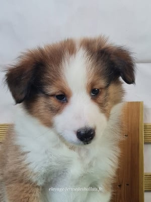 Les chiots de Shetland Sheepdog