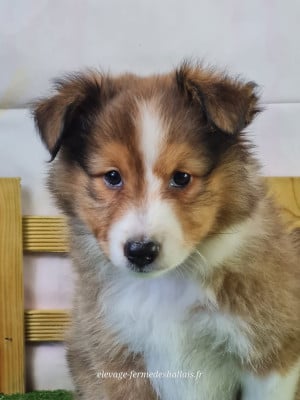 Les chiots de Shetland Sheepdog