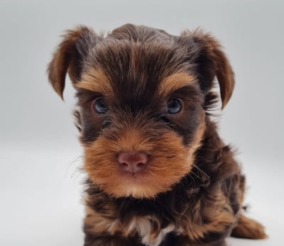 Les chiots de Yorkshire Terrier
