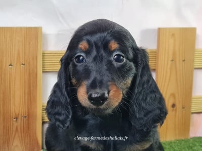 Les chiots de Teckel poil long