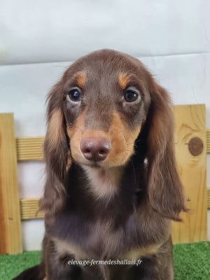 Les chiots de Teckel poil long