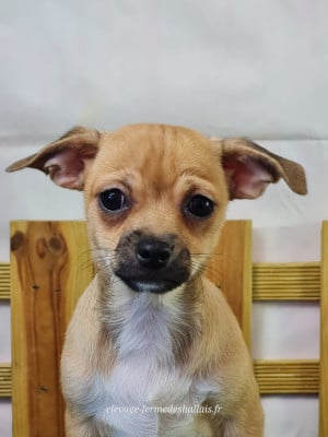 Les chiots de Chihuahua