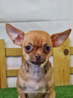Les chiots de Chihuahua