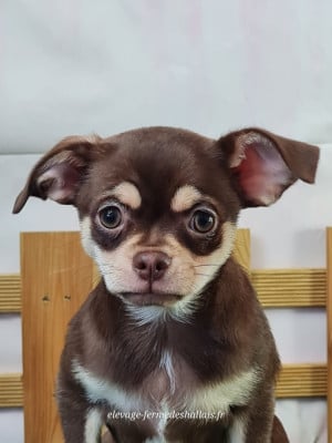 Les chiots de Chihuahua