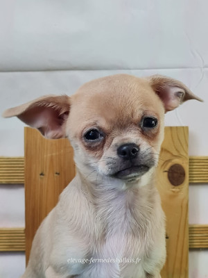 Les chiots de Chihuahua