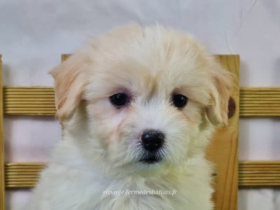 Les chiots de Coton de Tulear
