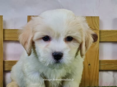 Les chiots de Coton de Tulear