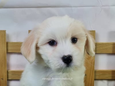 Les chiots de Coton de Tulear