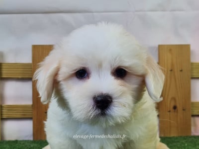 Les chiots de Coton de Tulear