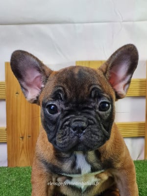 Les chiots de Bouledogue français