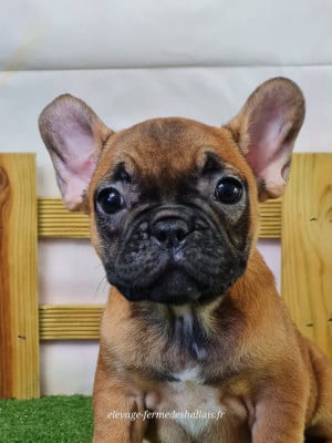 Les chiots de Bouledogue français