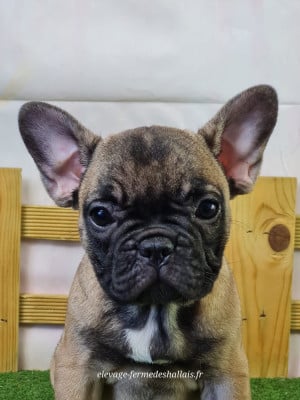 Les chiots de Bouledogue français