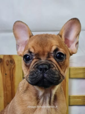 Les chiots de Bouledogue français