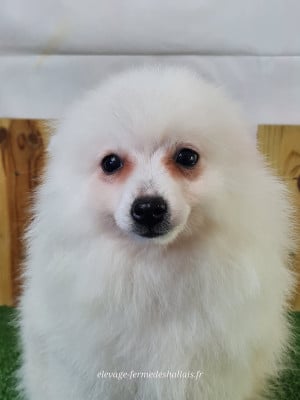 Les chiots de Volpino Italiano