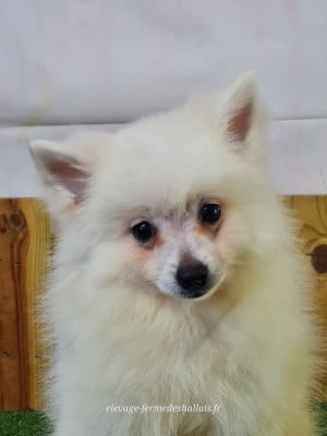 Les chiots de Volpino Italiano