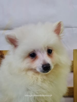 Les chiots de Volpino Italiano
