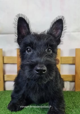 Les chiots de Scottish Terrier