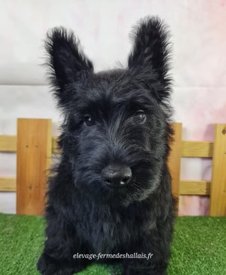 Les chiots de Scottish Terrier