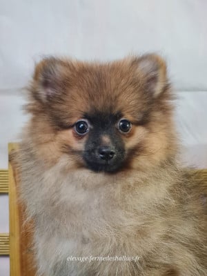 Les chiots de Spitz allemand