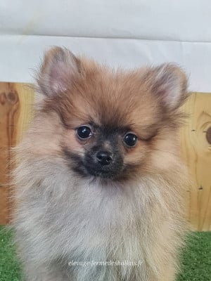 Les chiots de Spitz allemand
