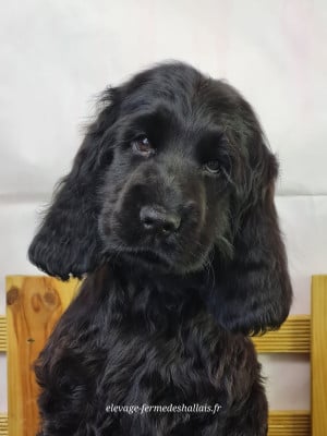 Les chiots de Cocker Spaniel Anglais