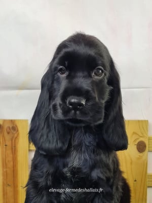 Les chiots de Cocker Spaniel Anglais