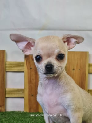 Les chiots de Chihuahua
