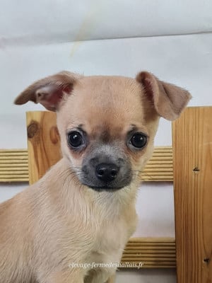 Les chiots de Chihuahua