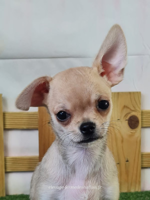 Les chiots de Chihuahua