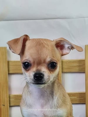 Les chiots de Chihuahua
