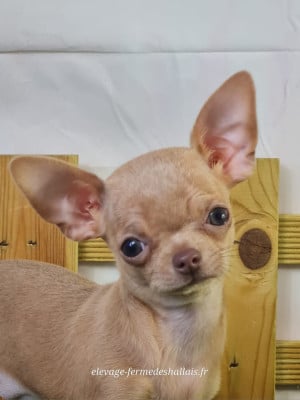 Les chiots de Chihuahua
