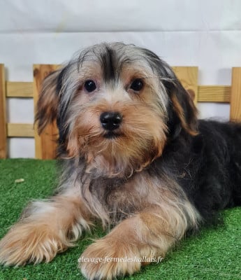 Les chiots de Yorkshire Terrier