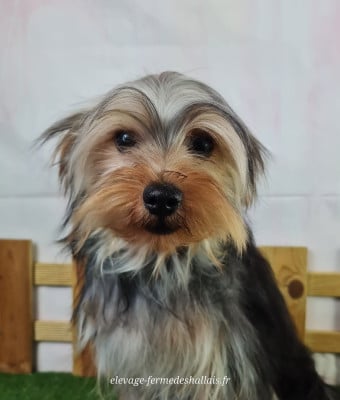 Les chiots de Yorkshire Terrier