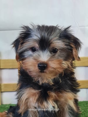 Les chiots de Yorkshire Terrier