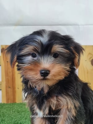 Les chiots de Yorkshire Terrier