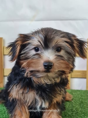 Les chiots de Yorkshire Terrier