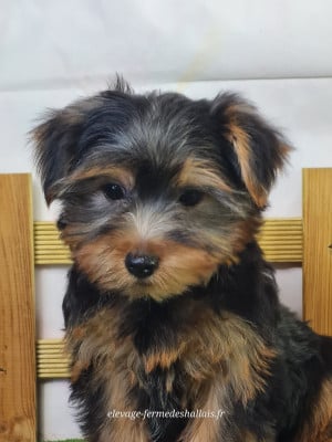 Les chiots de Yorkshire Terrier