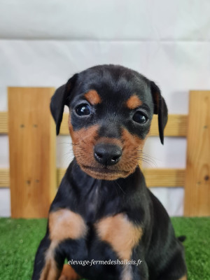 Les chiots de Pinscher nain