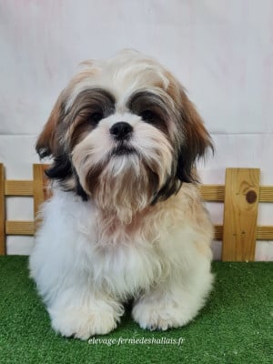 Les chiots de Shih Tzu