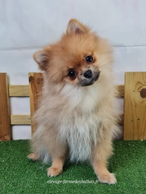 Les chiots de Spitz allemand