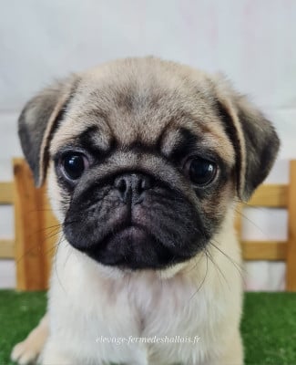 Les chiots de Carlin