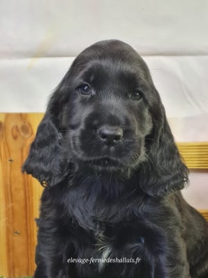 Les chiots de Cocker Spaniel Anglais