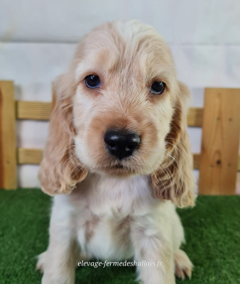 Les chiots de Cocker Spaniel Anglais