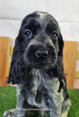 Les chiots de Cocker Spaniel Anglais