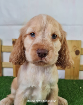 Cocker Spaniel Anglais