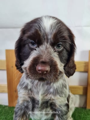 Les chiots de Cocker Spaniel Anglais